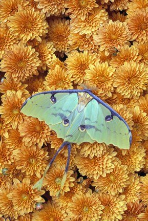 Framed Gorgeous Butterfly on Orange Flowers Print