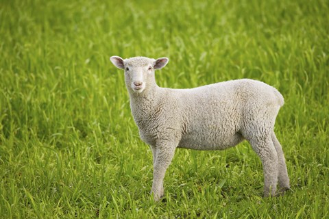 Framed Baby Lamb in Grassfield Print