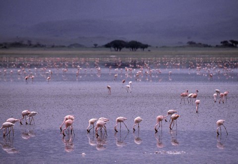 Framed Flock of Flamingos Print