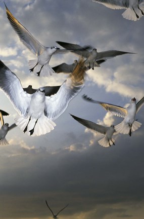 Framed White Doves Flying in Sky Print