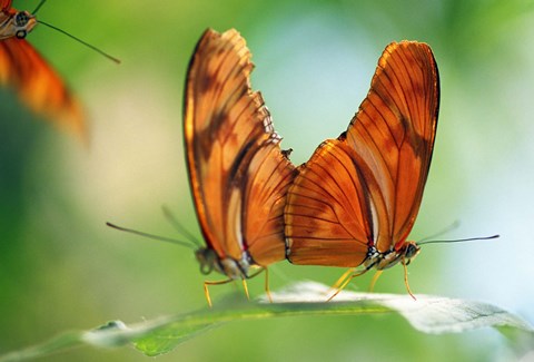 Framed Orange Butterflies Back to Back Print