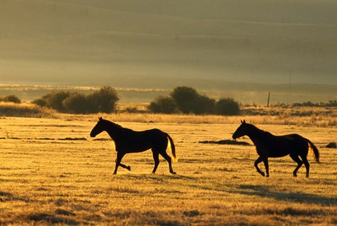 Framed Horses Running at Sunset Print