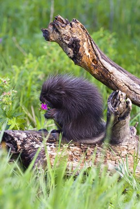 Framed Brown Porcupine Print