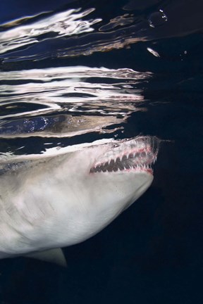 Framed Great White Shark Preying in Water Print