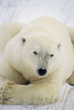 Framed Great White Polar Bear Print