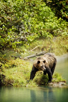 Framed Brown Bear near Lake Print