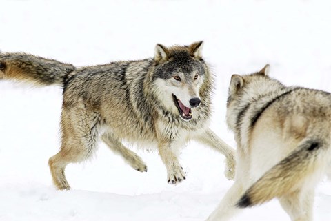 Framed Wolves Fighting in Snow Print