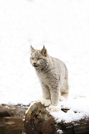 Framed Furry Bobcat in Snow Print