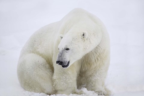 Framed Polar Bear Looking Behind Him Print