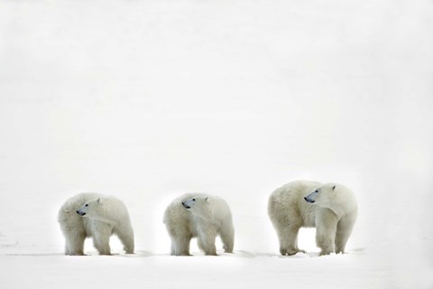 Framed Three Polar Bears in a Line Print