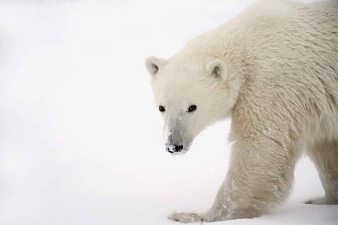Framed Polar Bear Creeping in Snow Print