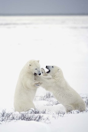 Framed Polar Bears Fighting Print