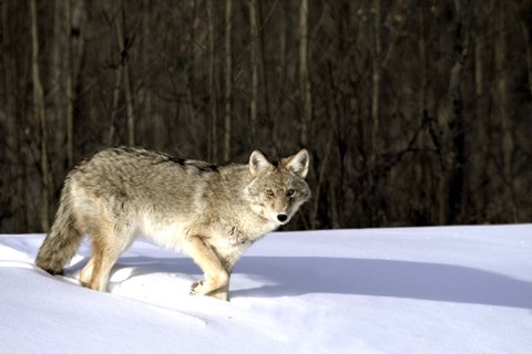 Framed Wolf Running through Deep Snow Print