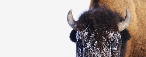 Framed Close Up of Snow Covered Bison Print