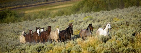 Framed Horses Running through Weedy Field Print
