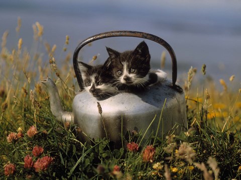 Framed Kitten on Tea Pot in Field Print