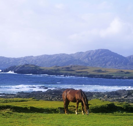 Framed Single Brown Horse in Field Print