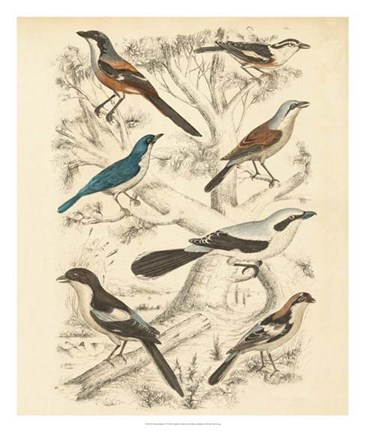 Framed Avian Habitat V Print