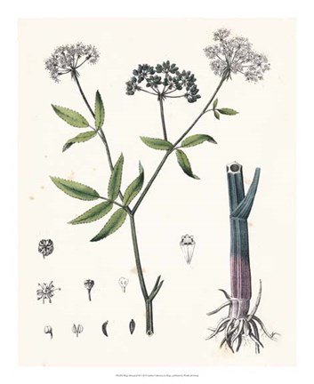 Framed Berge Botanicals II Print