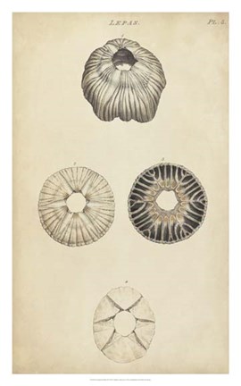 Framed Cylindrical Shells II Print