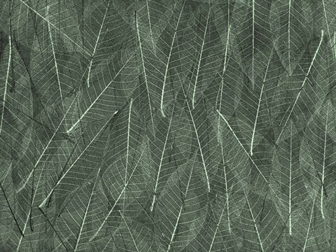 Framed Leaves 1 Green Print