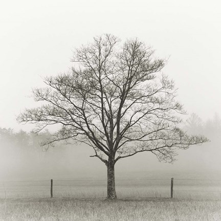 Framed Winter Tree, Cades Cove Print