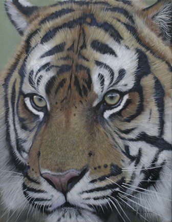 Framed Sumatra Tiger Face Print
