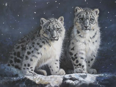 Framed Young Snow Leopards Into the Dark Print