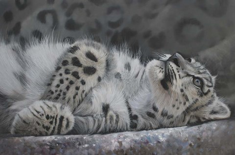 Framed Snow Leopard Reclining Print