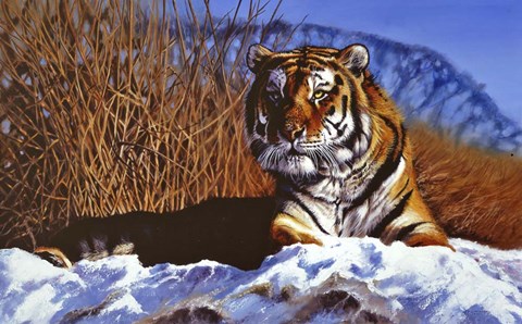 Framed Siberian Tiger In Snow Print