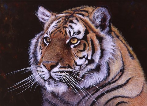 Framed Bengal Tiger Print