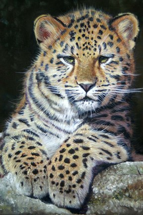 Framed Amur Leopard Cub 2 Print
