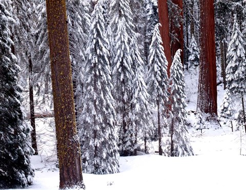 Framed Pines in Winter, California 95 Print