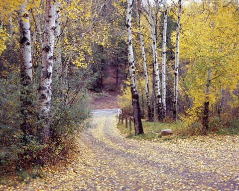 Framed Birch Tree DriveFence &amp; Road, Santa Fe, New Mexico 06 Print