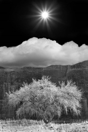 Framed Cottonwood &amp; Sunbeams, Canyon de Chelly, Arizona 10 Print