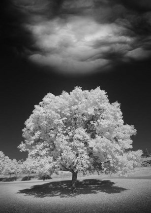 Framed Lone Tree &amp; Cloud, Green Bay, Wisconsin 12 Print