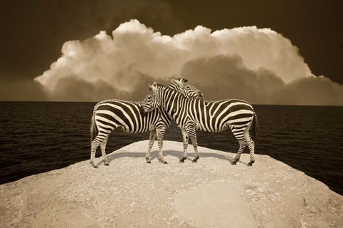 Framed Two Zebras, Port Austin, MI 11 Print