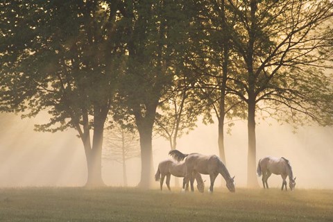 Framed Horses in the mist Print