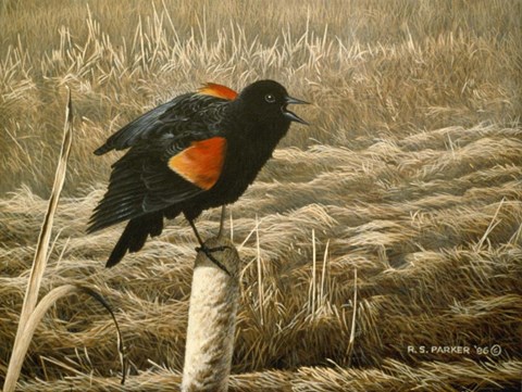 Framed Red Winged Blackbird Print