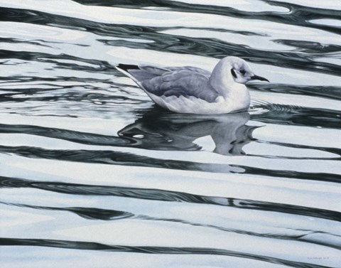 Framed Bonaparteis Gull Print