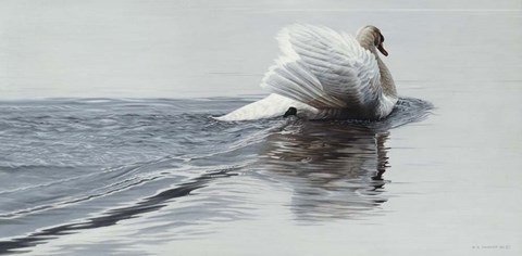 Framed Gliding Swan Print