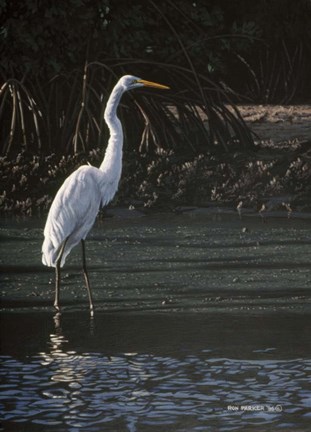 Framed Great Egret Print