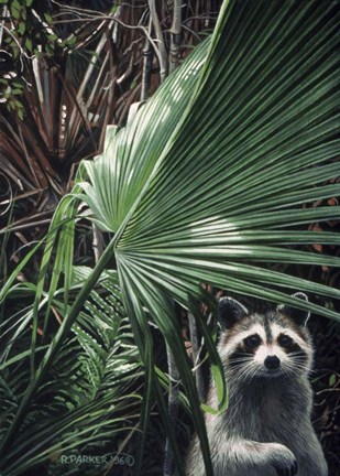 Framed Everglades Raccoon Print