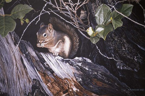 Framed Red Squirrel In Salac Print