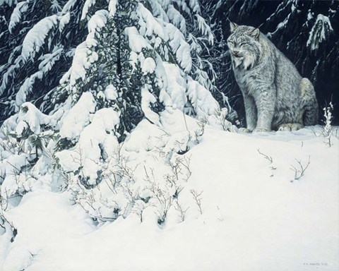 Framed Silent Forest- Lynx Print