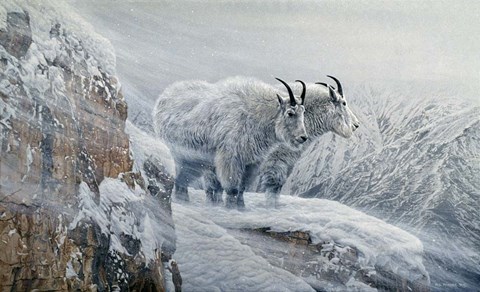 Framed Winter&#39;s Fury Mountain Goat Print