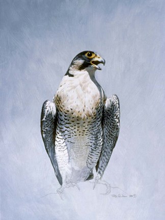 Framed Peregrine Falcon Print