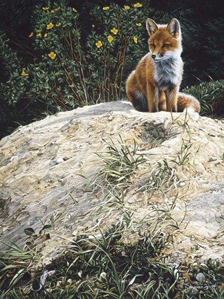 Framed Fox Pup At Den Entrance Print