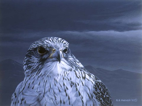 Framed Gyr Falcon Portrait Print