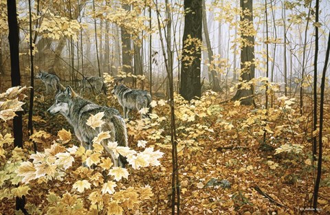 Framed Autumn Maples - Wolves Print